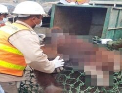 KPC Bersama BKSDA Selamatkan Lagi Orangutan di Lokasi Tambang Kutim