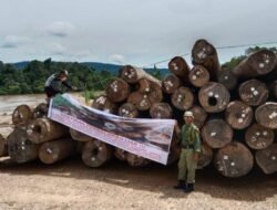 Diduga Hasil dari Pohon Hutan Adat, Tumpukan Kayu Log Disegel Warga di Mahakam Ulu